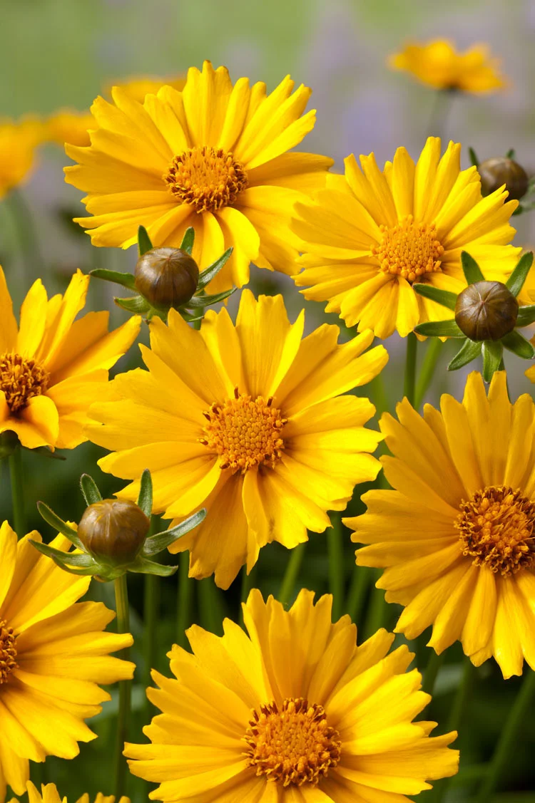 10 x Biologische Meisjesogen (Coreopsis grandiflora 'Sonnenkind') D 11 H 15 cm