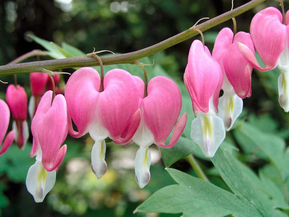 10 x Biologische Gebroken hartje (Dicentra spectabilis) D 11 H 15 cm