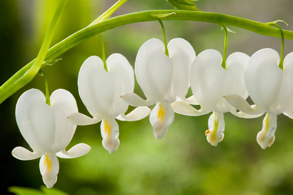 10 x Biologische Gebroken hartje (Dicentra spectabilis 'Alba') D 11 H 15 cm