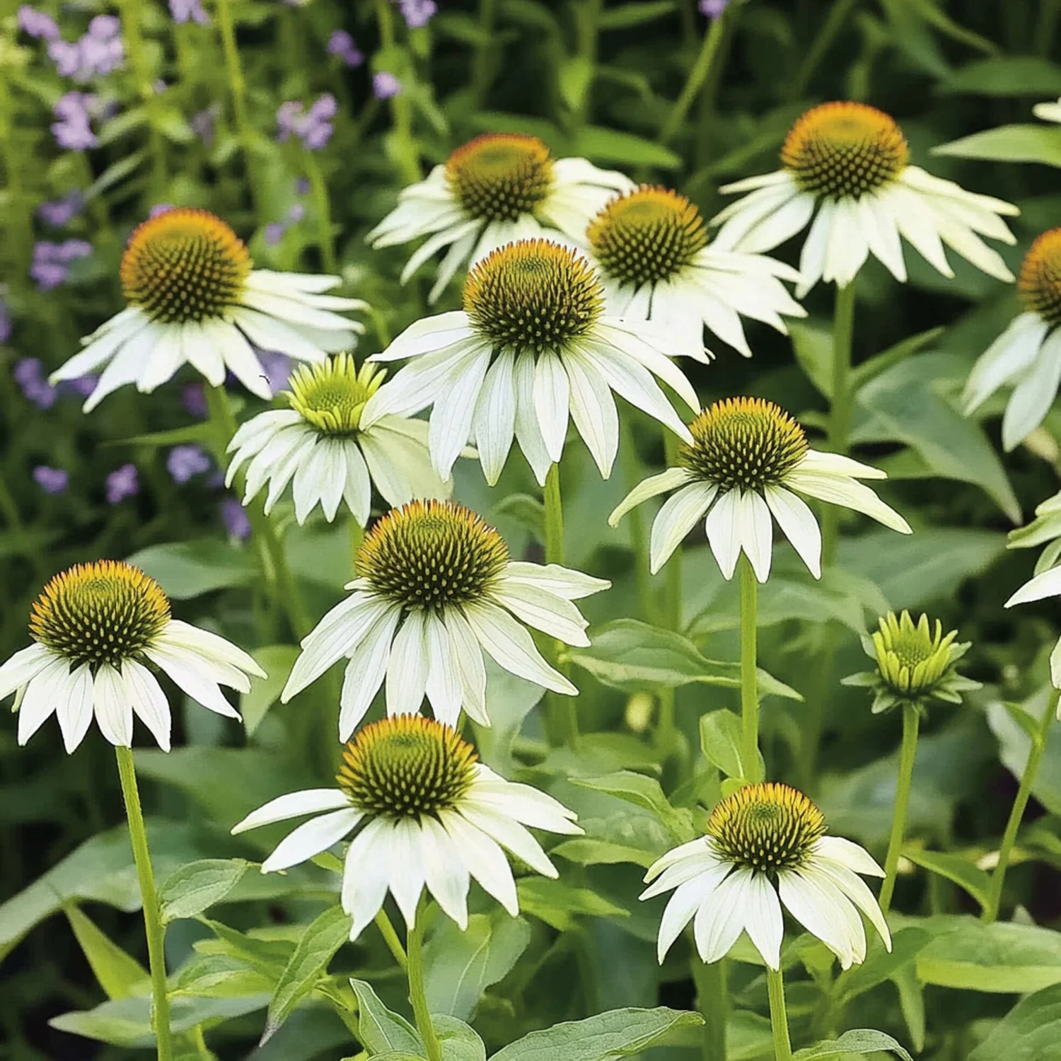 10 x Biologische Zonnehoed (Echinacea purpurea 'Alba' ) D 11 H 15 cm