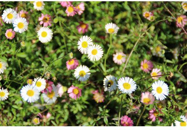 10 x Biologische Muurfijnstraal (Erigeron karvinskianus) D 11 H 15 cm