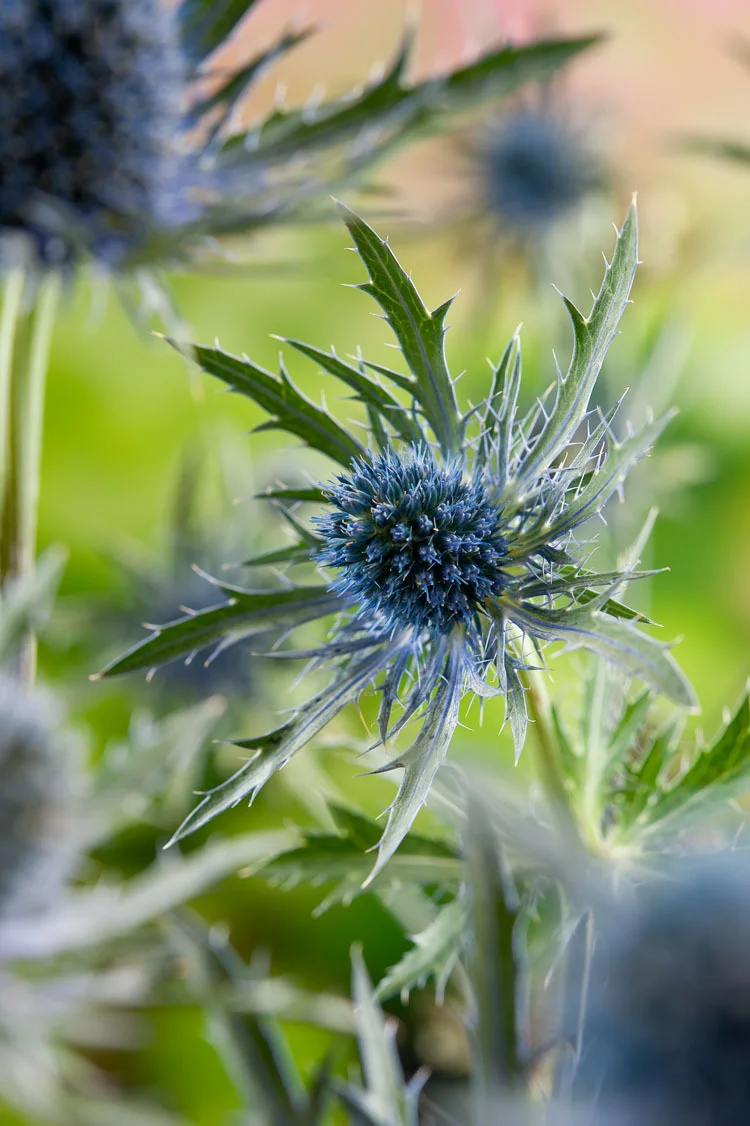 10 x Biologische kruisdistel (Eryngium planum) D 11 H 15 cm