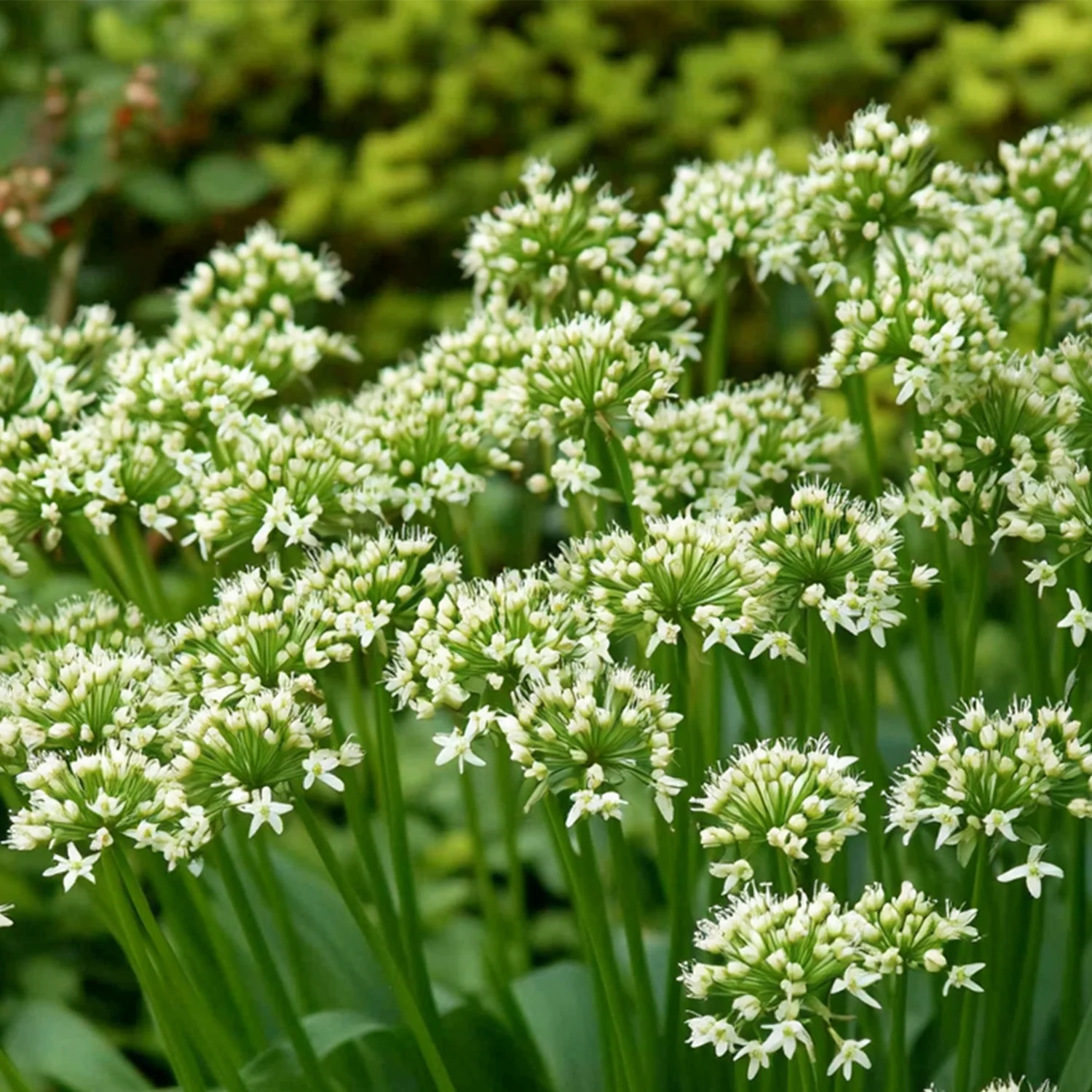 10 x Biologische Chinese bieslook (Allium tuberosum) D 11 H 15 cm