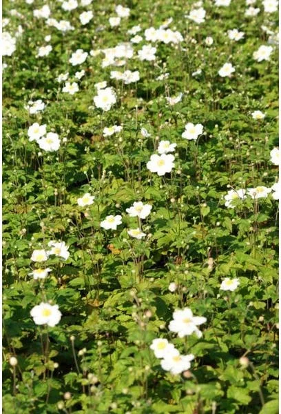 10 x Biologische Herfstanemoon (Anemone 'Honorine Jobert') D 11 H 15 cm
