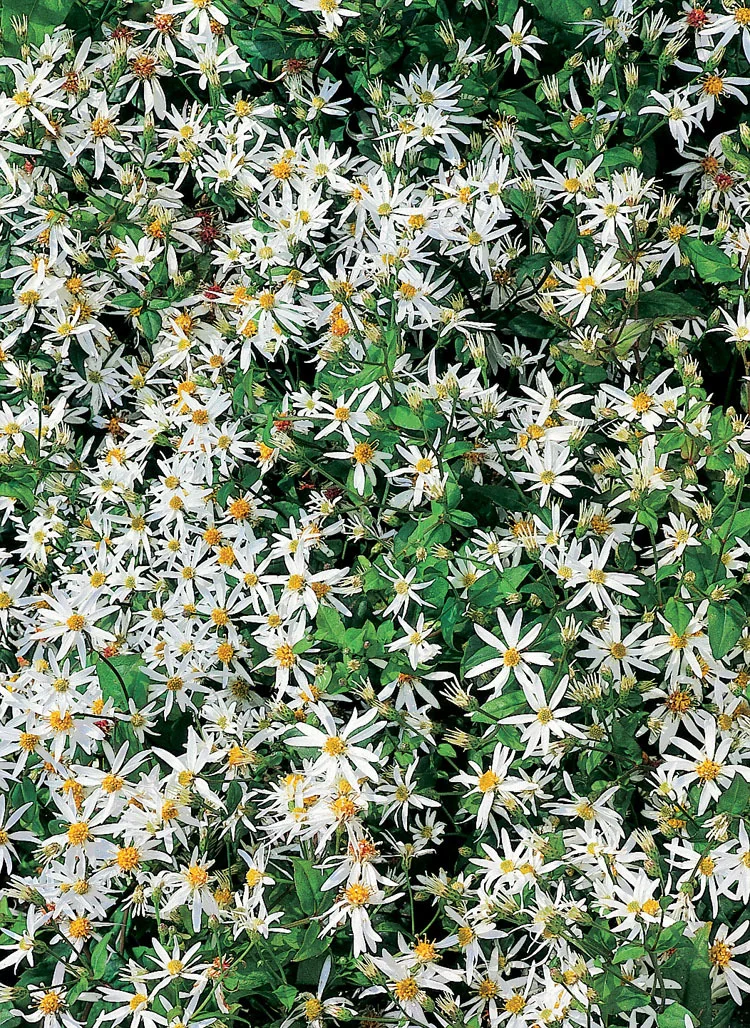 10 x Biologische Herstaster (Aster divaricatus) D 11 H 15 cm