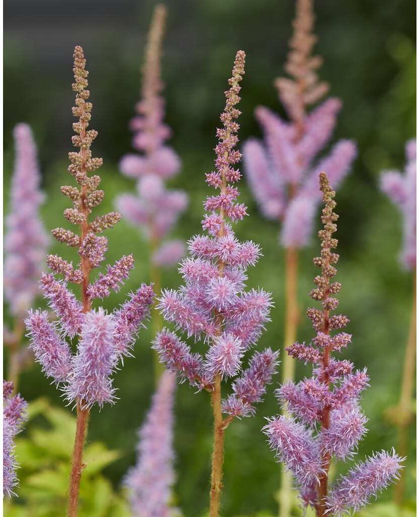 10 x Biologische Pluimspirea (Astilbe chinensis 'Pumila') D 11 H 15 cm