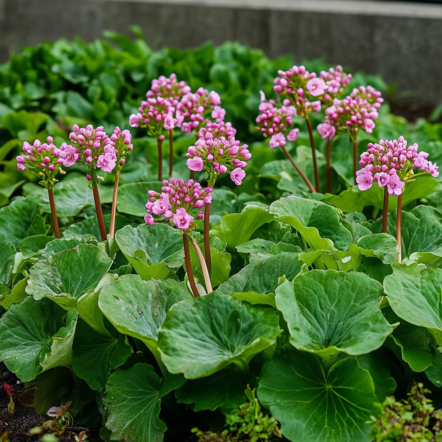 10 x Biologische Schoenlappesplant (Bergenia cordifolia) D 12 H 15 cm