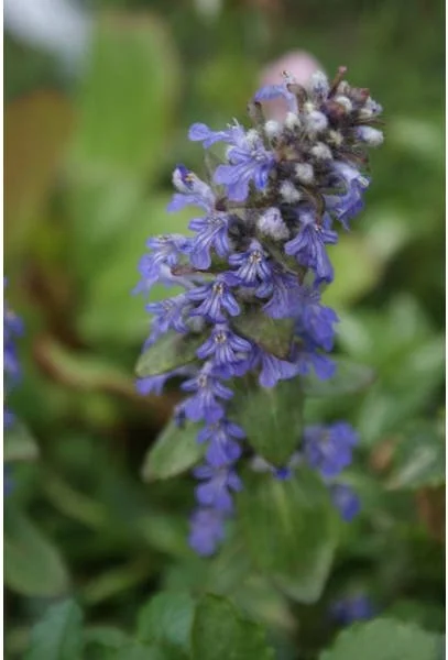 10 x Biologische Kruipend zenegroen (Ajuga reptans) D 12 H 15 cm