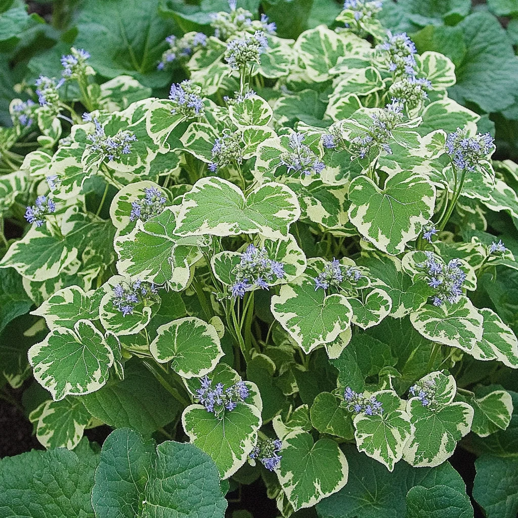 10 x Biologische Kaukasisch vergeet-mij-nietje (Brunnera macrophylla 'Variegata') D 11 H 15 cm