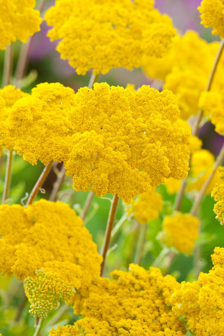 10 x Biologische Duizendblad (Achillea fillipenula 'Cloth of Gold') D 11 H 15 cm