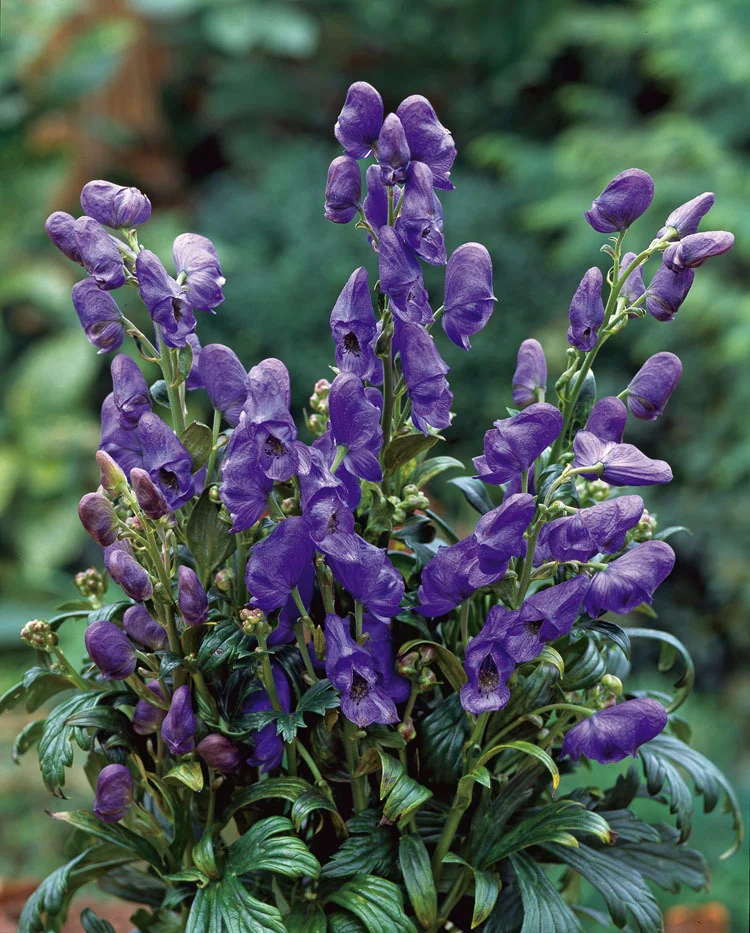 10 x Biologische Monnikskap (Aconitum carmichaelii 'Arendsii') D 11 H 15 cm