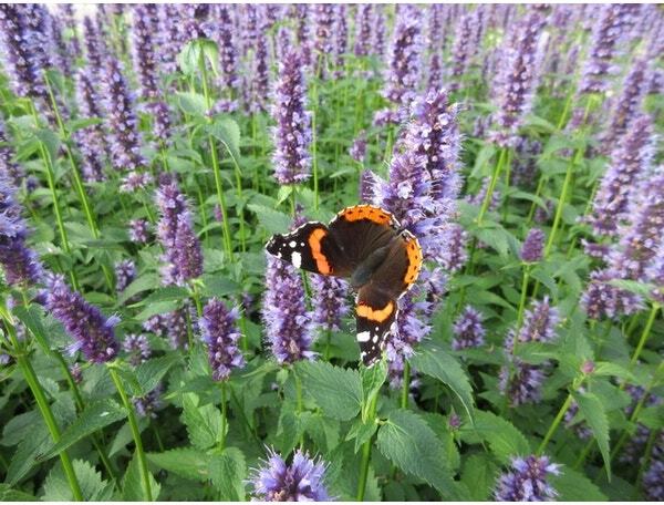 10 x Biologische Dropplant (Agastache 'Black Adder') D 11 H 15 cm
