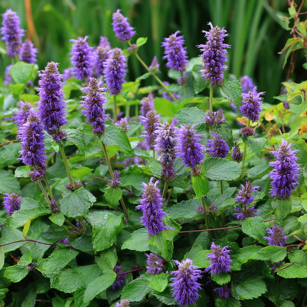 10 x  Biologische Dropplant (Agastache 'Blue Boa') D 11 H 15 cm