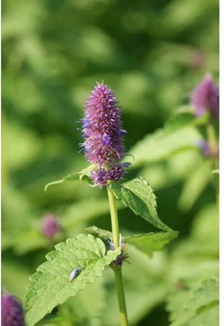10 x Biologische Dropplant (Agastache foeniculum ) D 11 H 15 cm