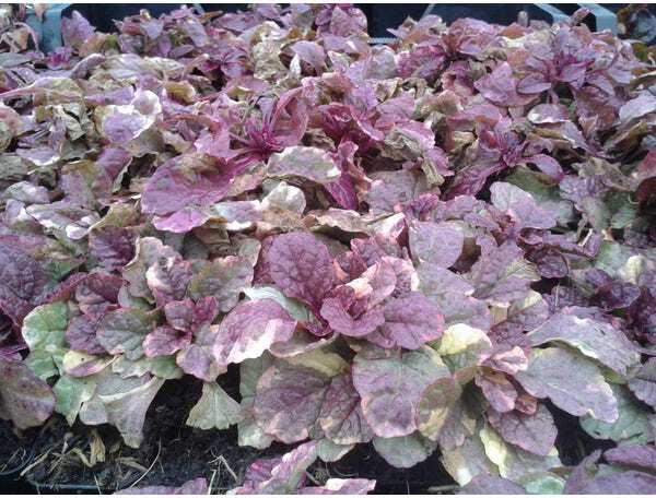 10 x Biologische Kruipend zenegroen (Ajuga reptans 'Burgundy Glow') D 11 H 15 cm