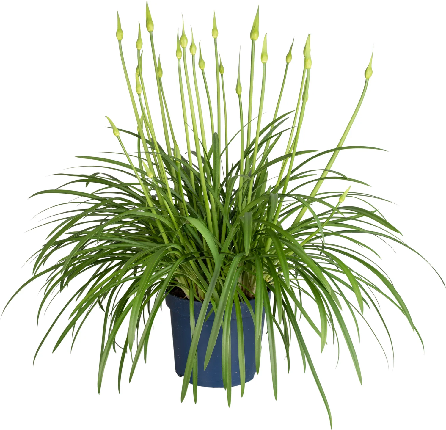 Afrikaanse lelie (Agapanthus 'Amourette Superb White') D 23 H 70 cm