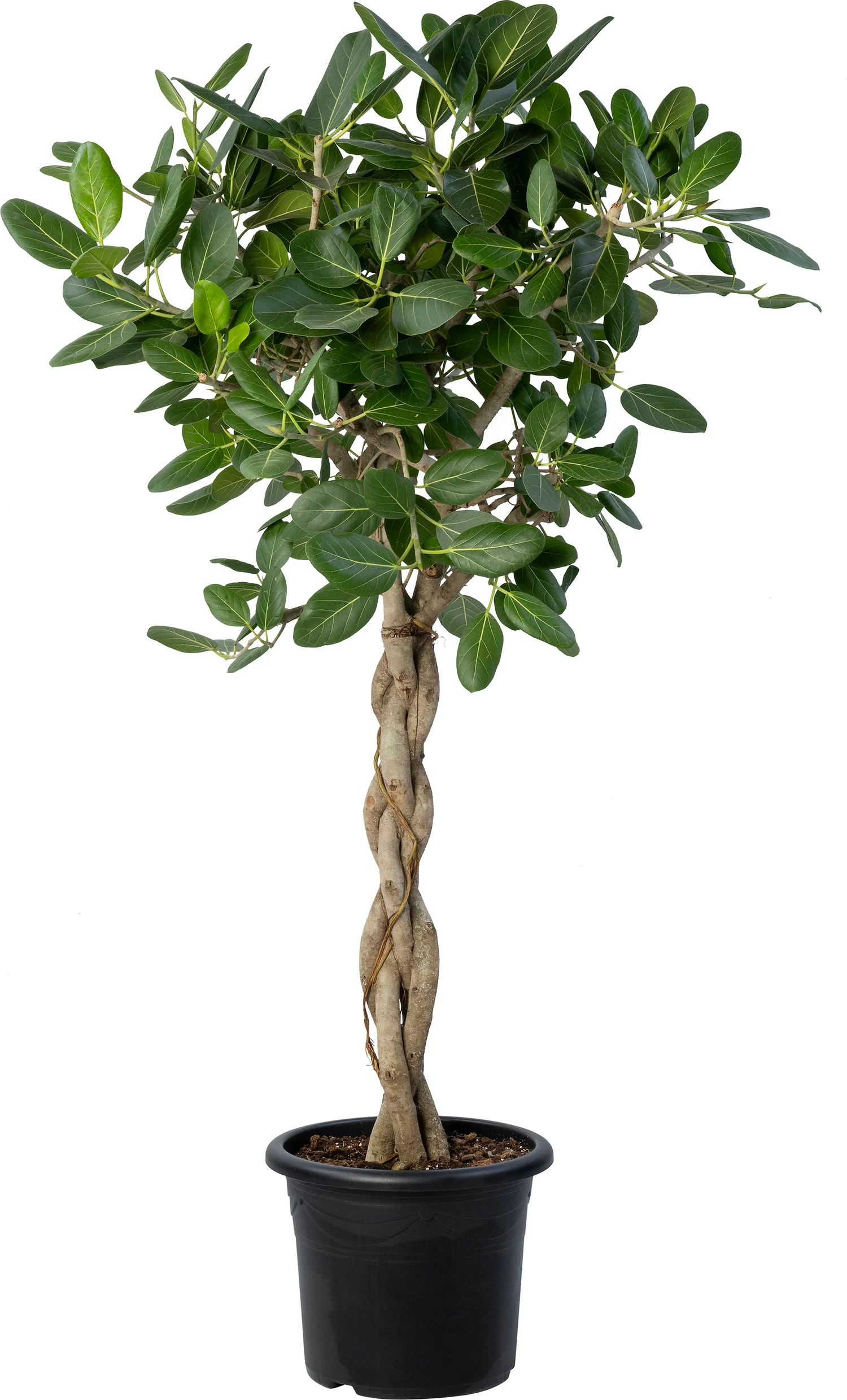 Banyavijg (Ficus benghalensis 'Audrey') D 40 H 180 cm