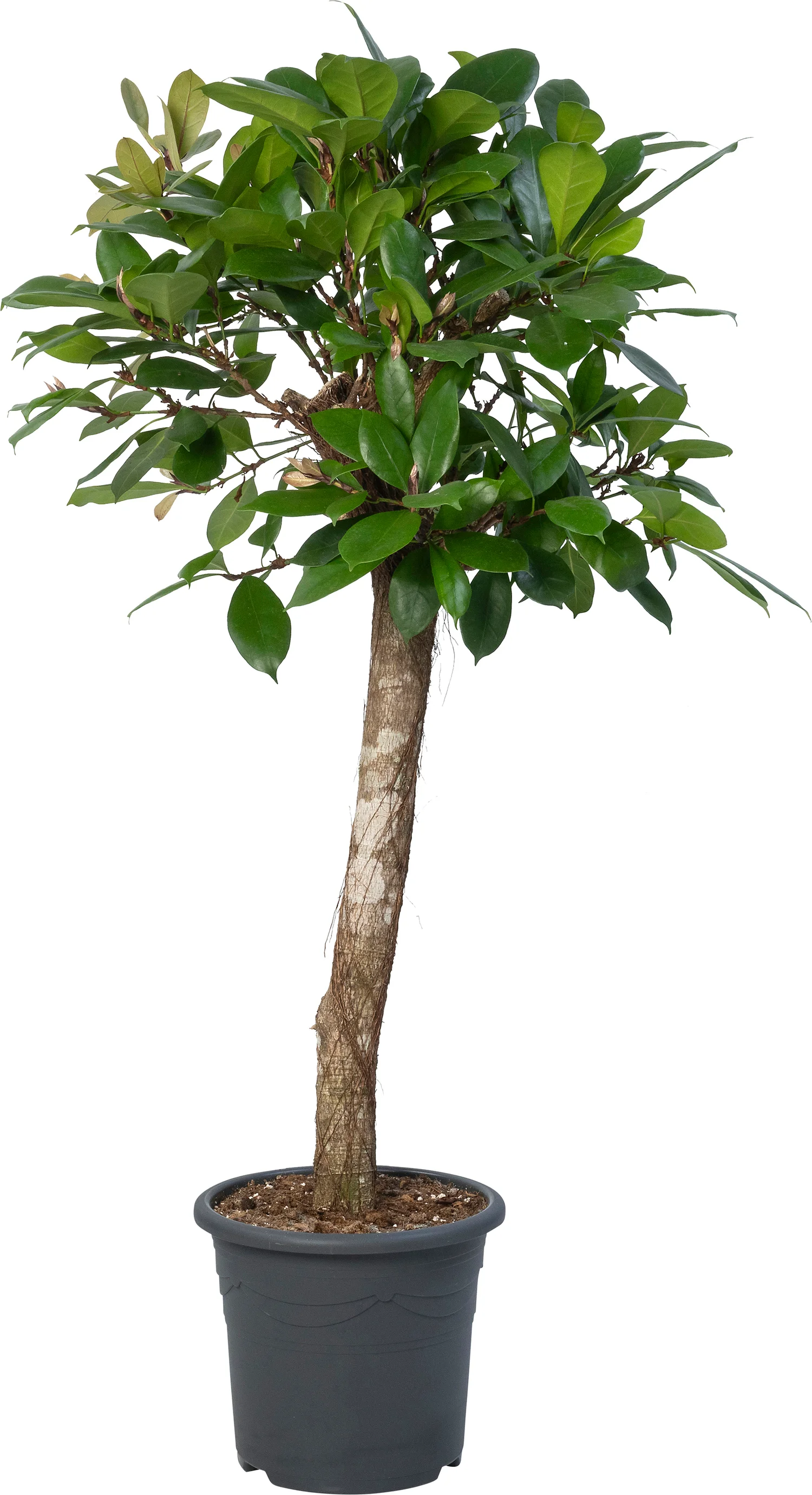 Afrikaanse vijgenboom (Ficus cyathistipula) D 32 H 140 cm