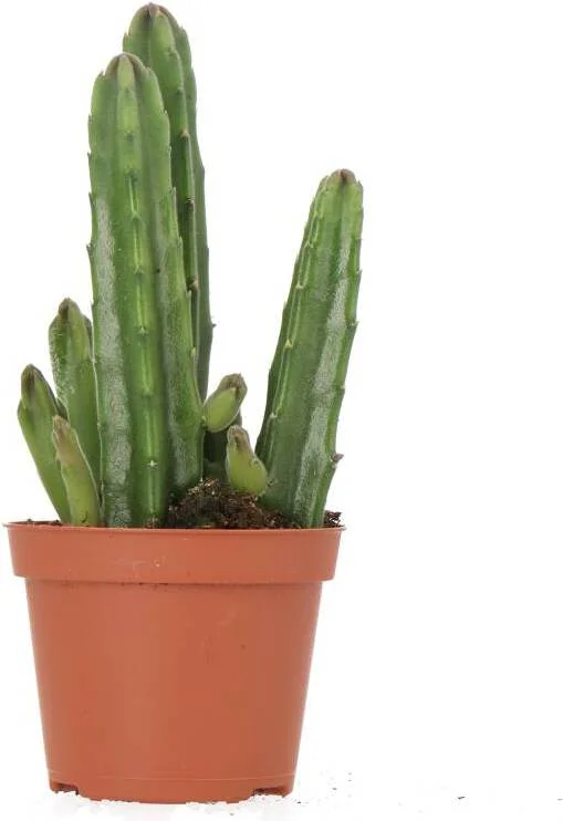 Aasbloem (Stapelia leendertziae) D 9 H 23 cm