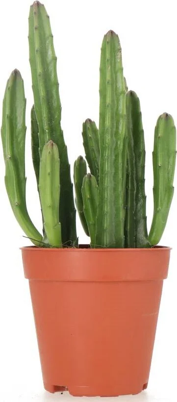 Aasbloem (Stapelia leendertziae) D6 H 14 cm