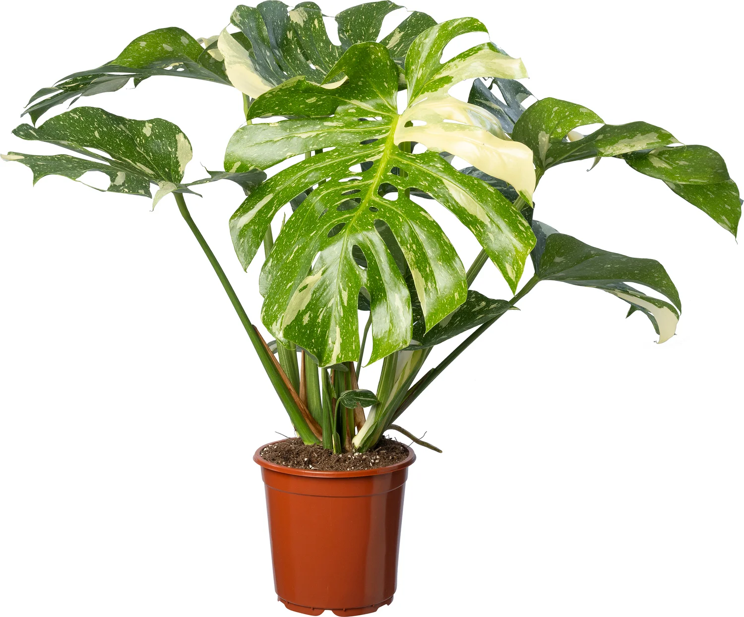 Bonte gatenplant (Monstera deliciosa 'Thai Constellation') D 21 H 55 cm