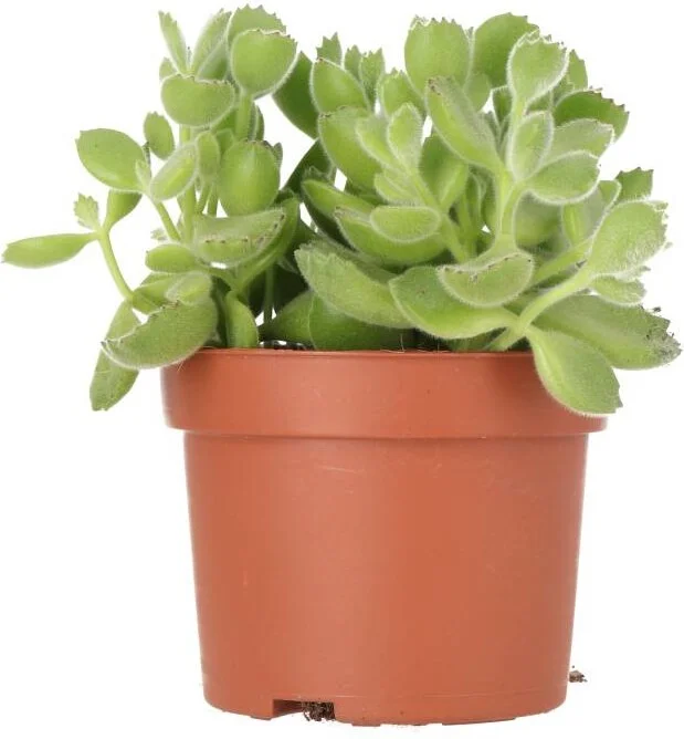 Biologische Berenklauw (Cotyledon tomentosa) D 10 H 10 cm