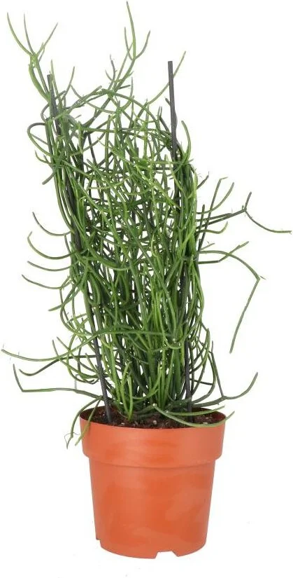 Biologische Potloodplant  (Euphorbia tirucalli) D 19 H 55 cm