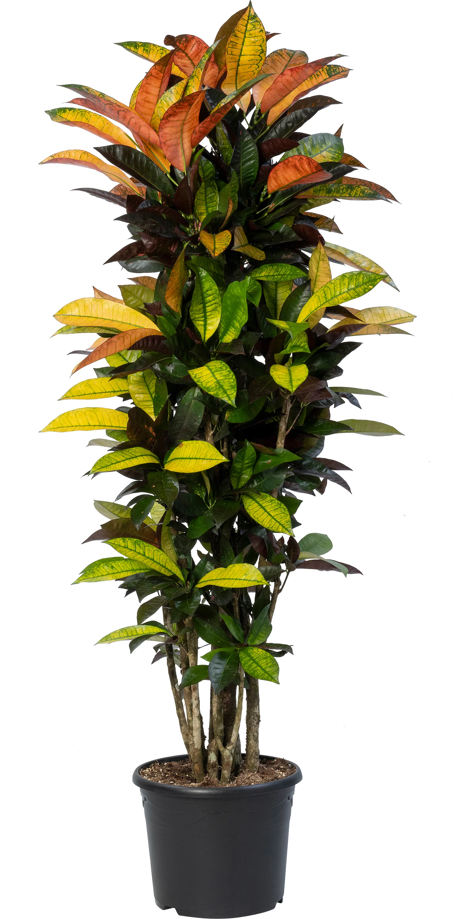 Croton (Codiaeum variegatum 'Mrs. Iceton') D 30 H 150 cm