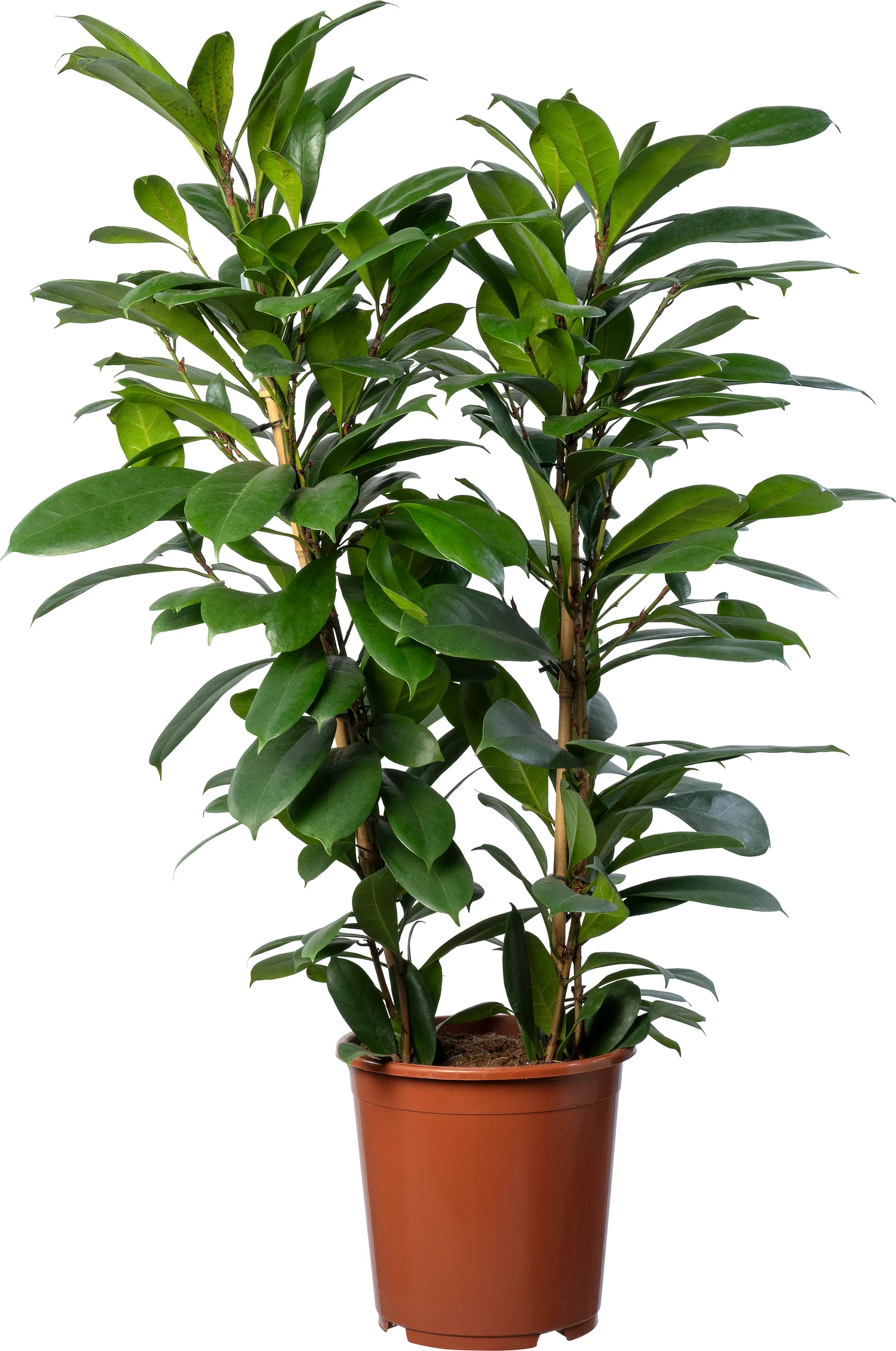 Afrikaanse vijgenboom (Ficus cyathistipula) D 27 H 100 cm
