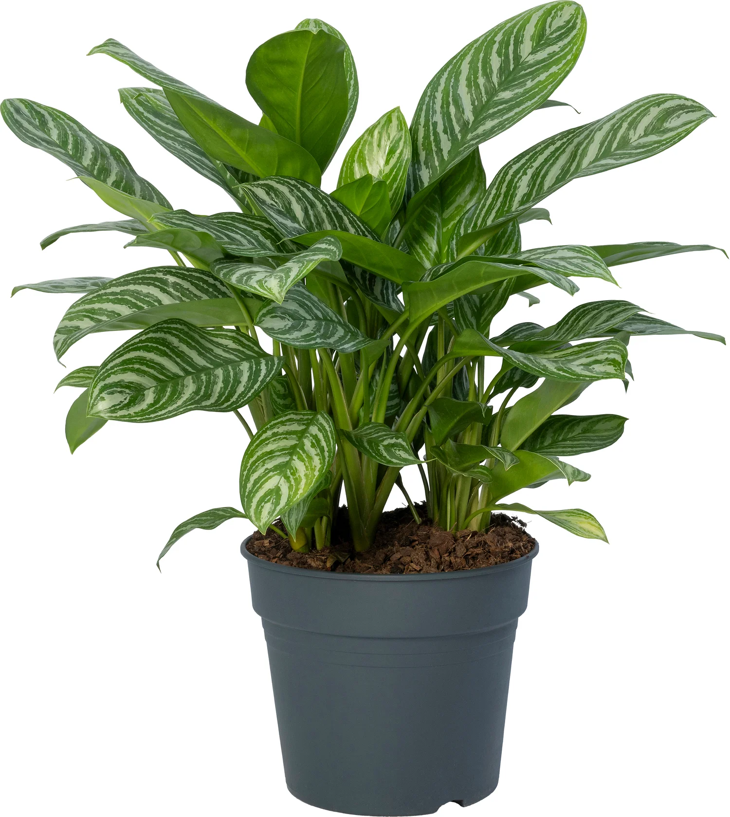 Aglaonema (Aglaonema 'Stripes') D 34 H 100 cm