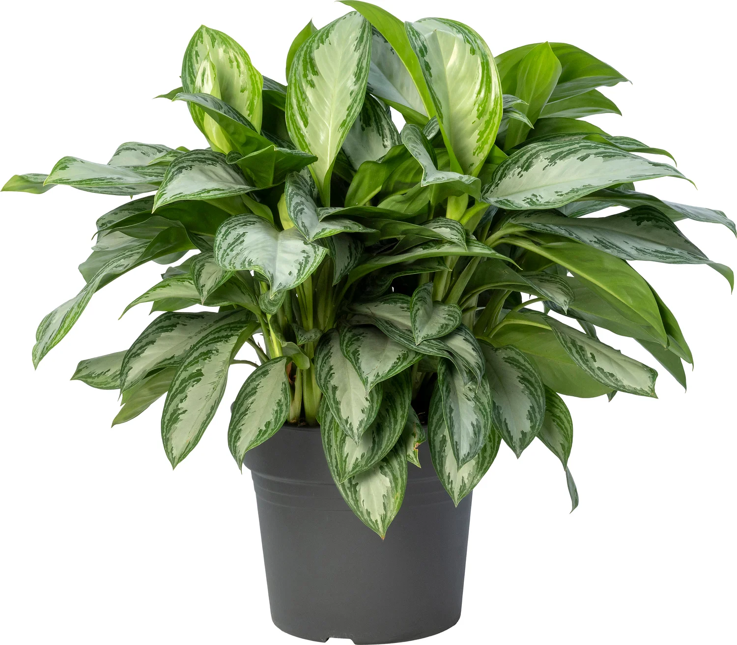 Aglaonema (Aglaonema 'Silver Bay') D 34 H 100 cm