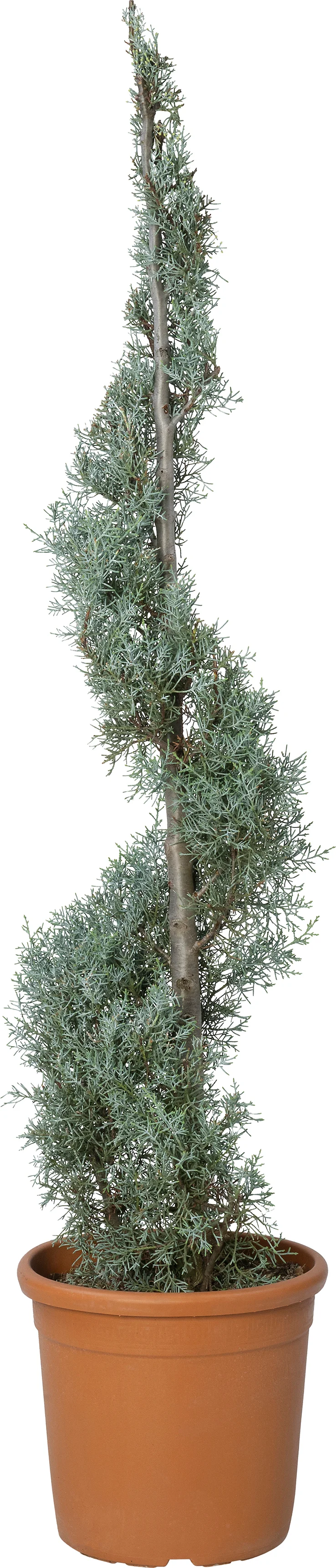 Amerikaanse cypres (Cupressus arizonica) D 30 H 140 cm