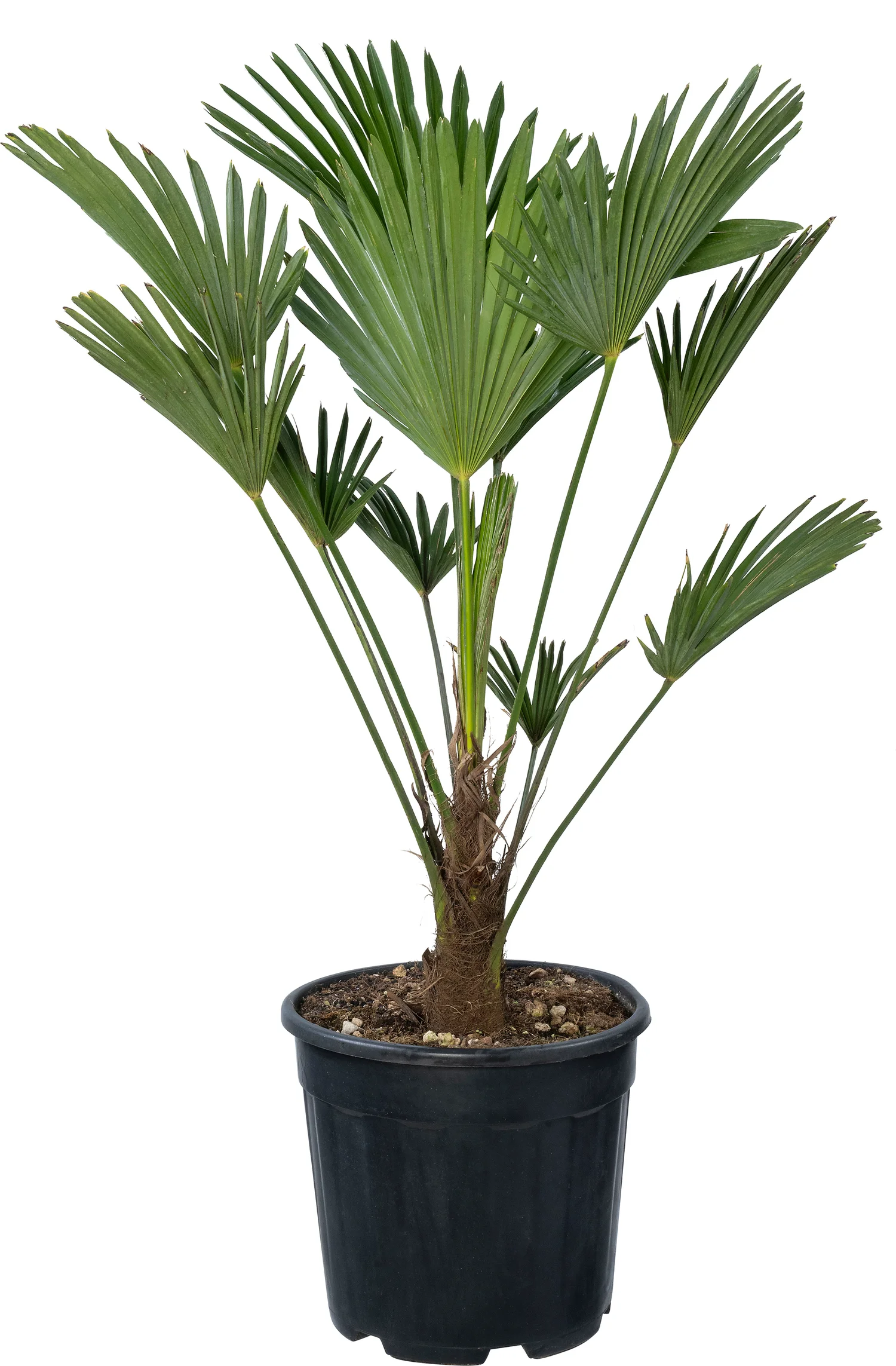 Chinese waaierpalm (Trachycarpus wagnerianus) D 30 H 80 cm