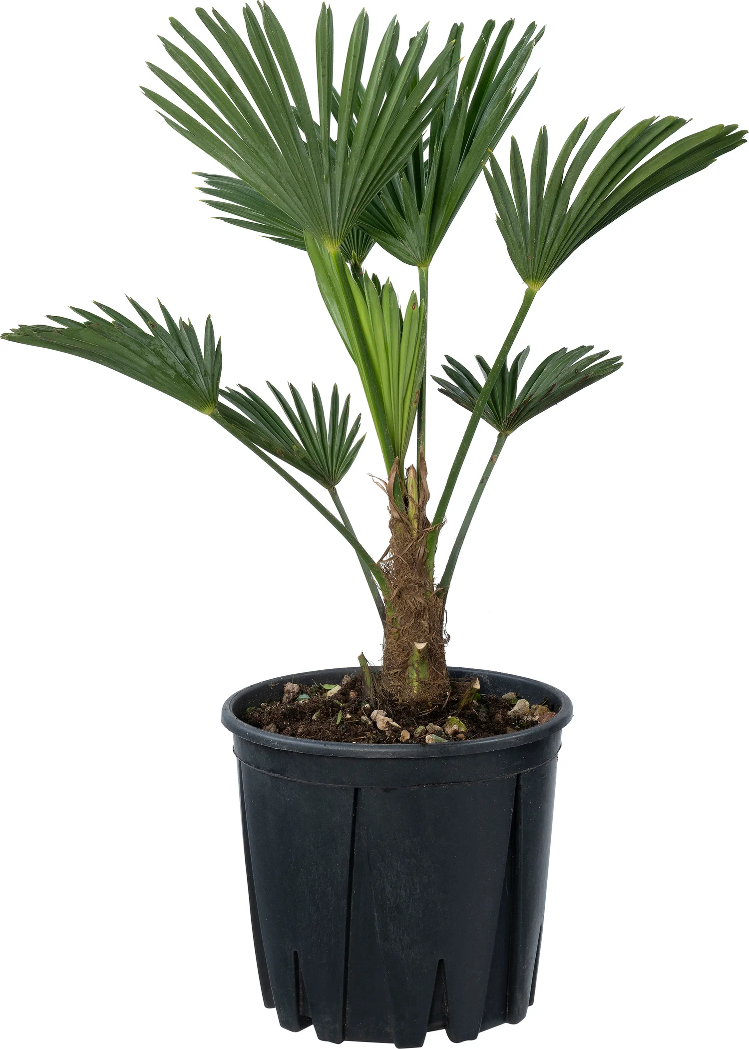 Chinese waaierpalm (Trachycarpus wagnerianus) D 26 H 60 cm