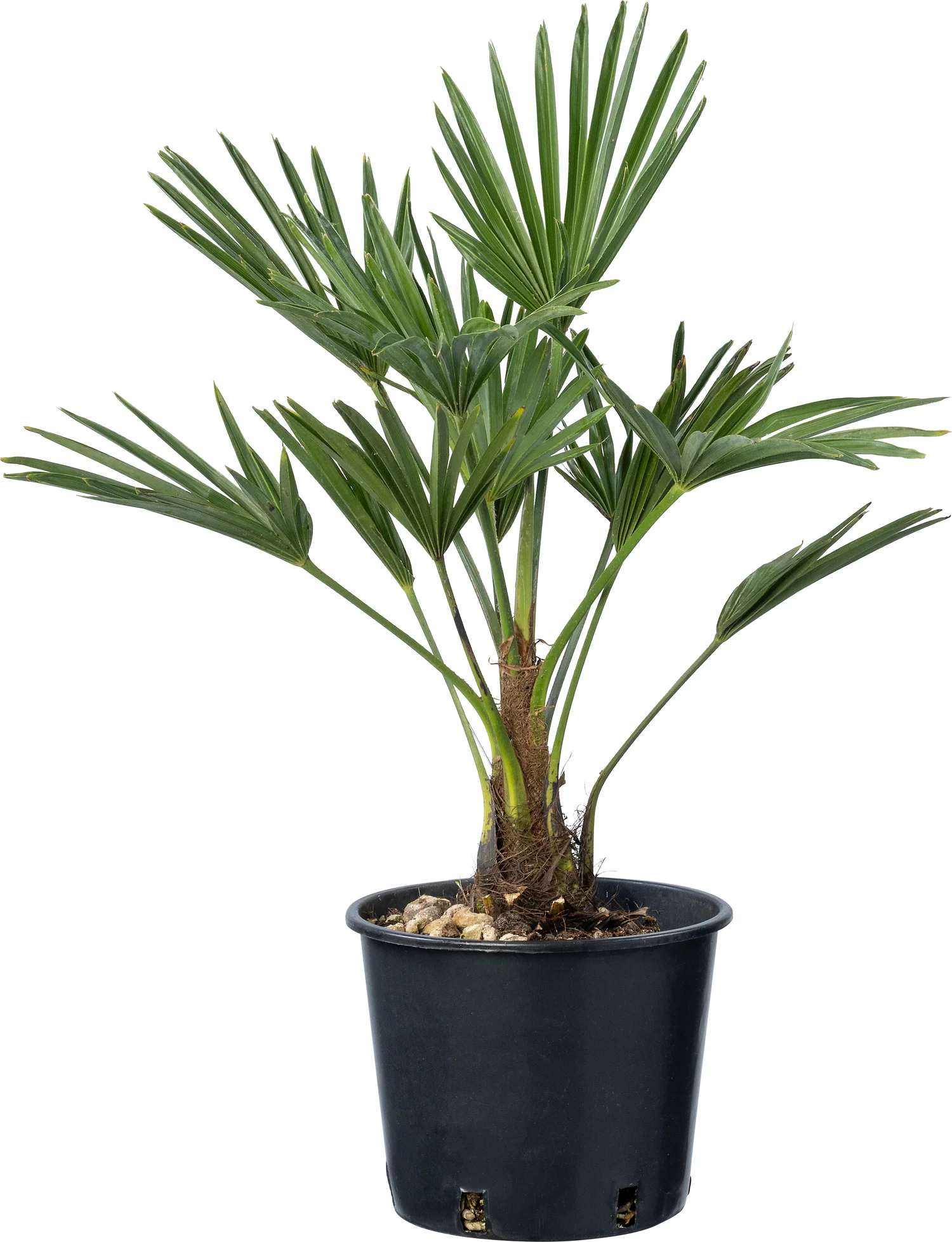 Chinese waaierpalm (Trachycarpus wagnerianus) D 18 H 30 cm