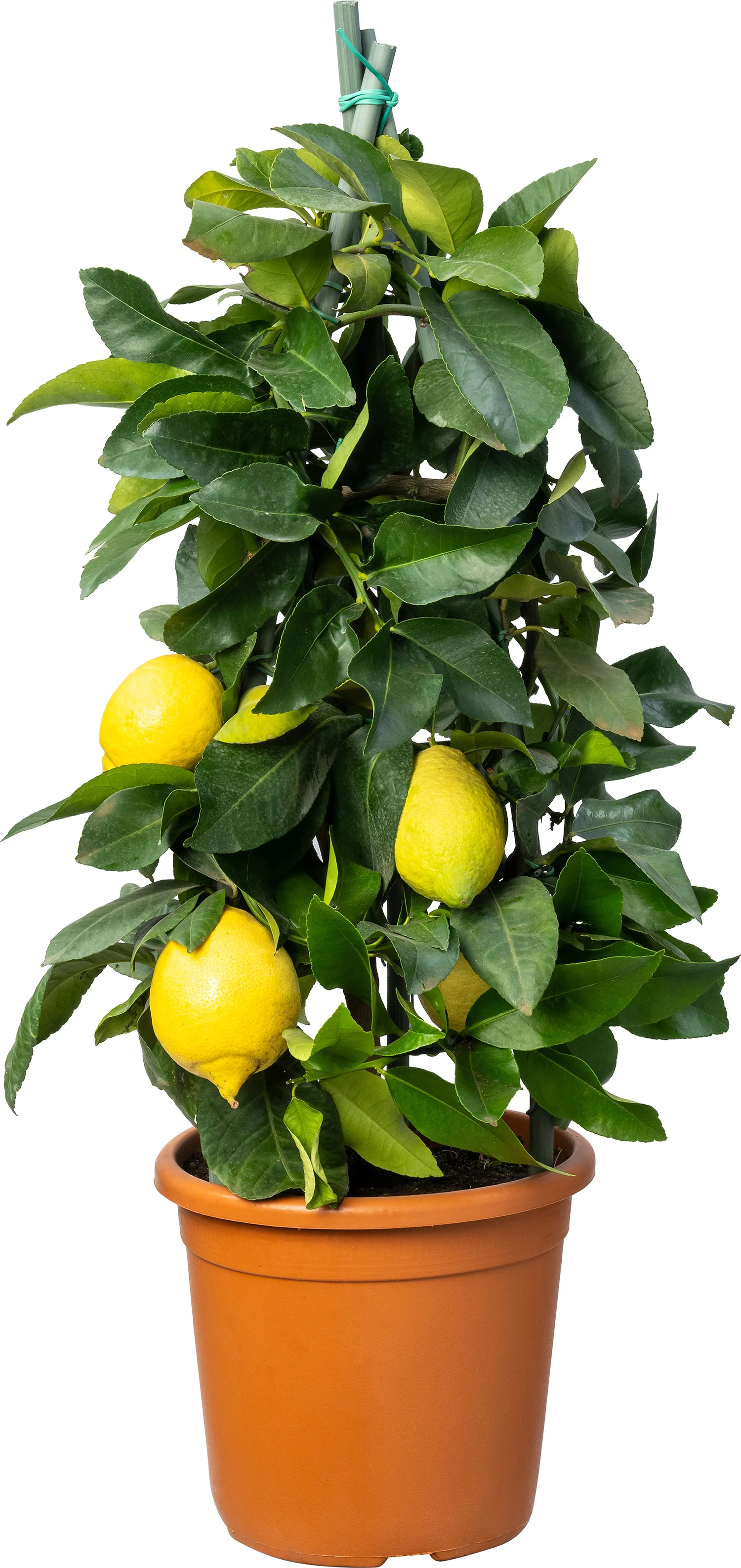 Citroenboom (Citrus sinensis 'Limone') D 20 H 80 cm