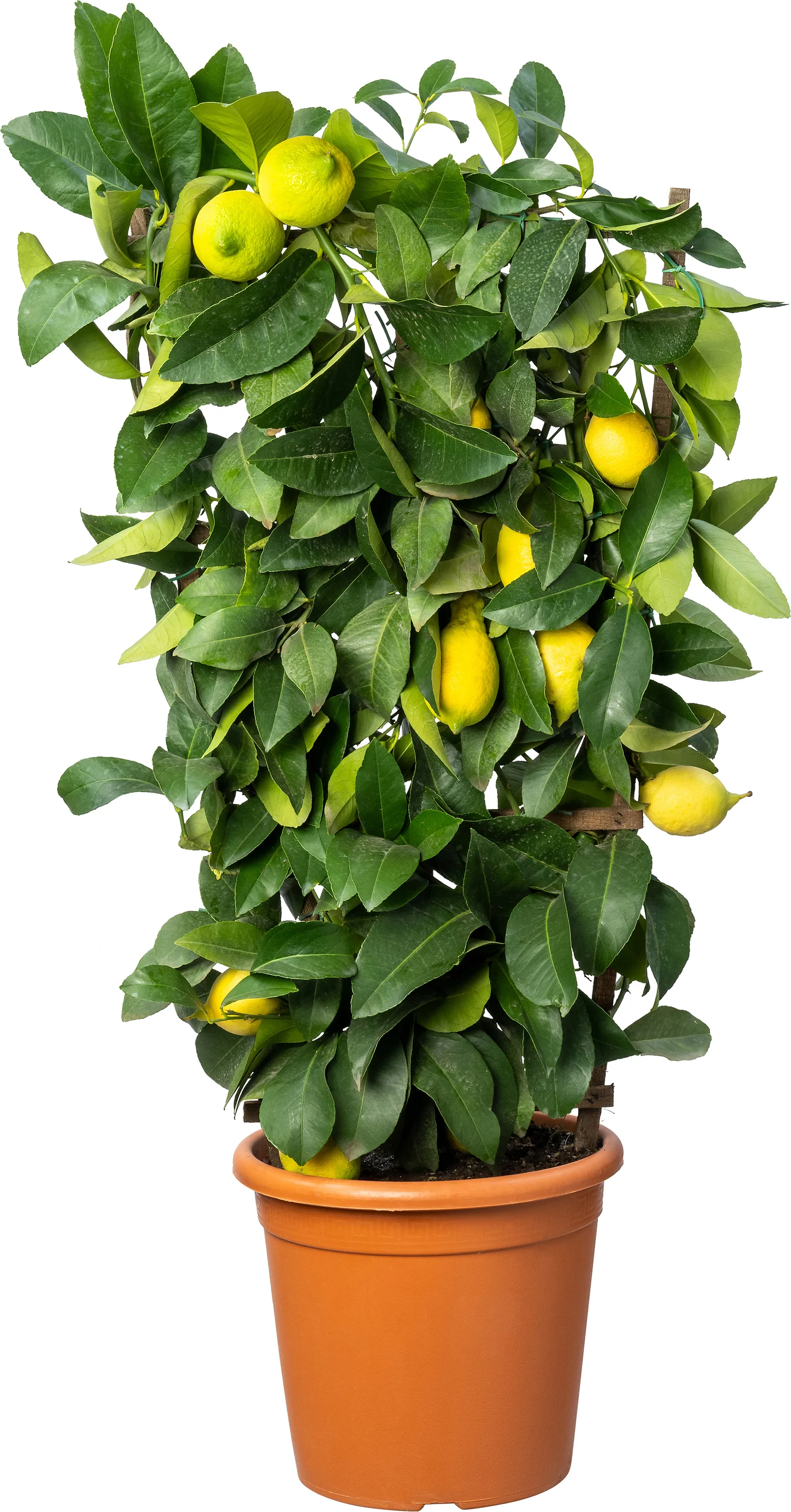 Citroenboom (Citrus sinensis 'Lemon') D 24 H 90 cm