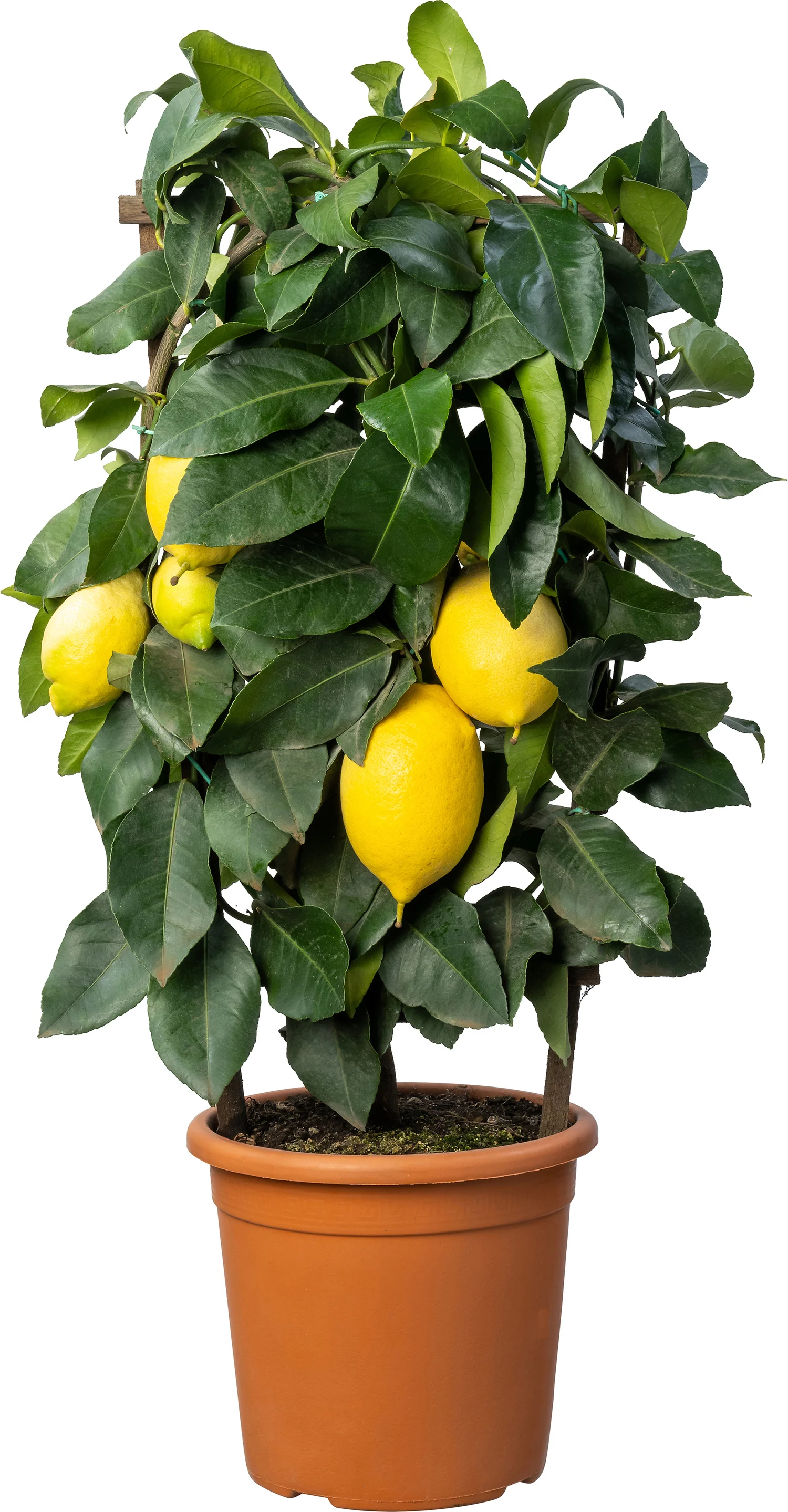 Citroenboom (Citrus sinensis 'Lemon') D 20 H 70 cm