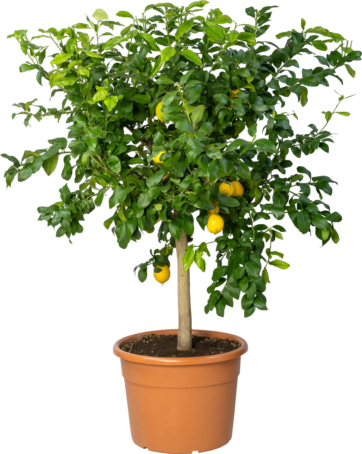 Citroenboom (Citrus sinensis 'Lemon') D 50 H 200 cm
