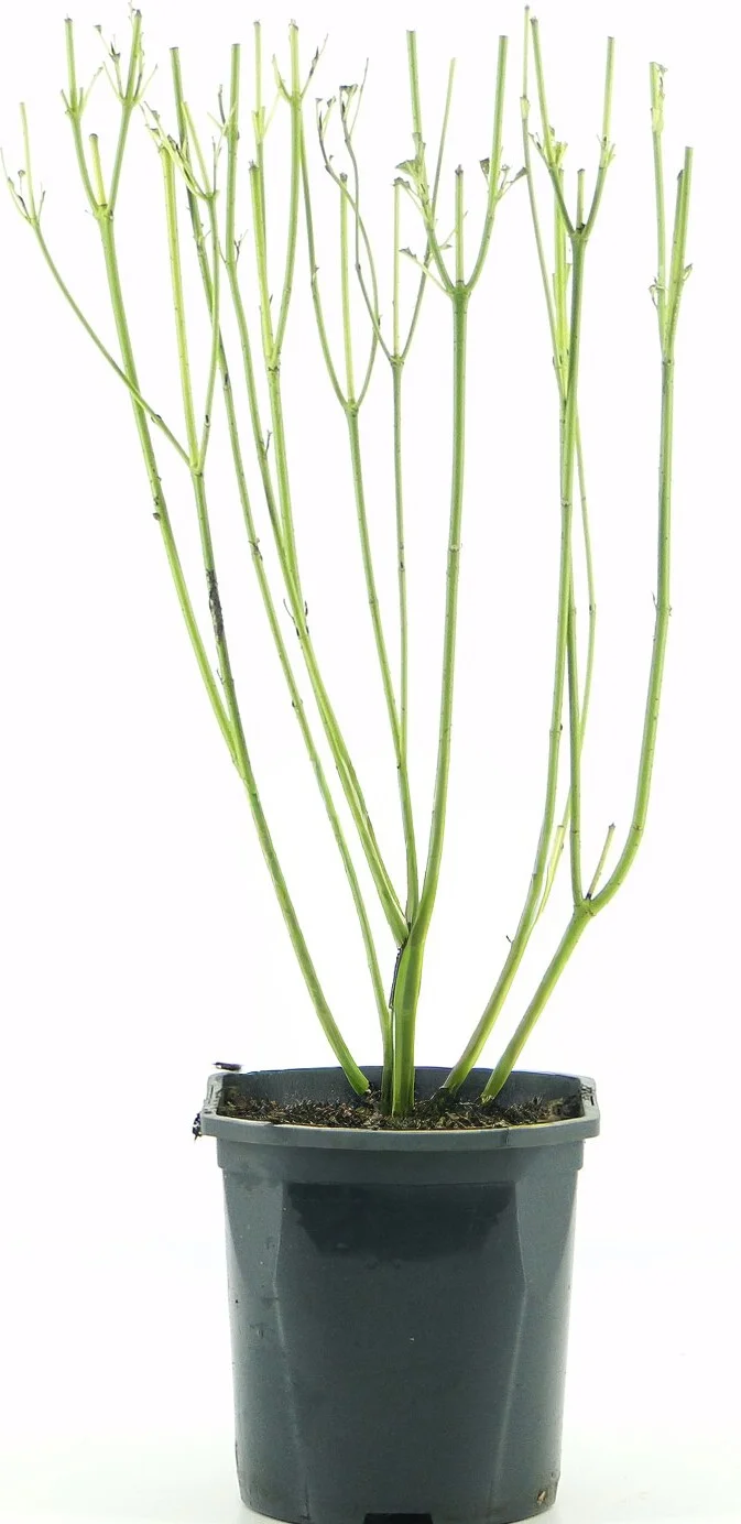 Canadese Kornoelje (Cornus stolnifera 'Flaviramea) D 17 H 40 cm