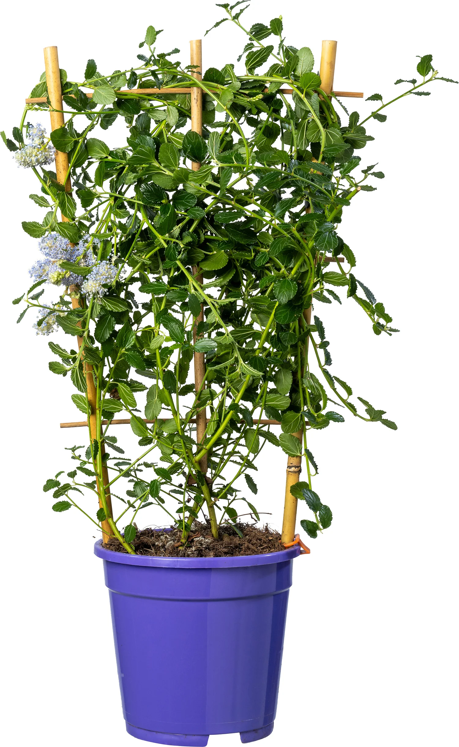 Amerikaanse Sering (Ceanothus thyrsiflorus Var. Repens) D 17 H 60 cm
