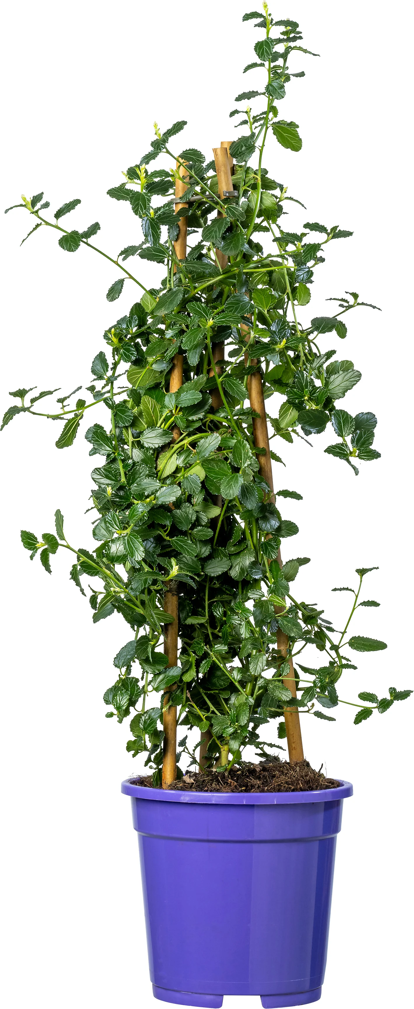 Amerikaanse Sering (Ceanothus thyrsiflorus Var. Repens) D 17 H 65 cm