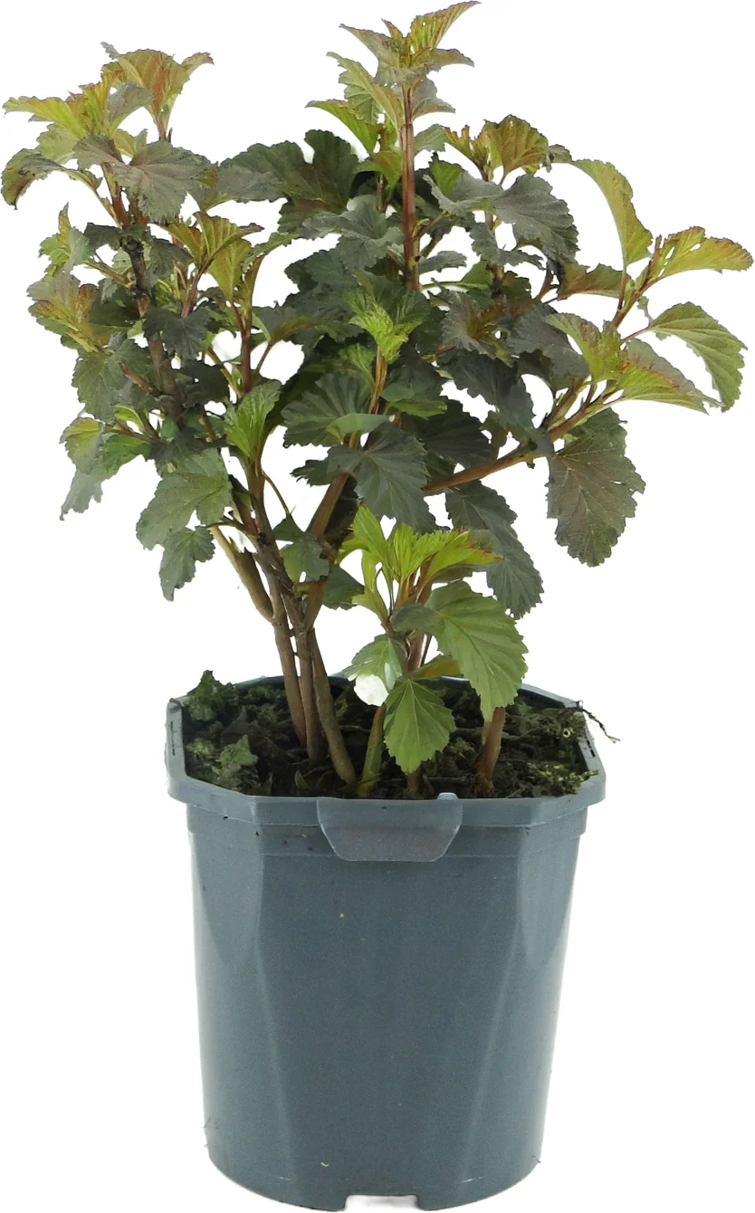 Blaasspirea (Physocarpus opulifolius 'Diabolo') D 17 H 35 cm