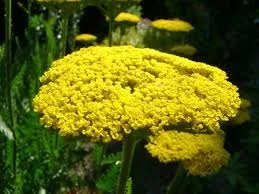 Achillea filipendulina 'Cloth of  Gold'