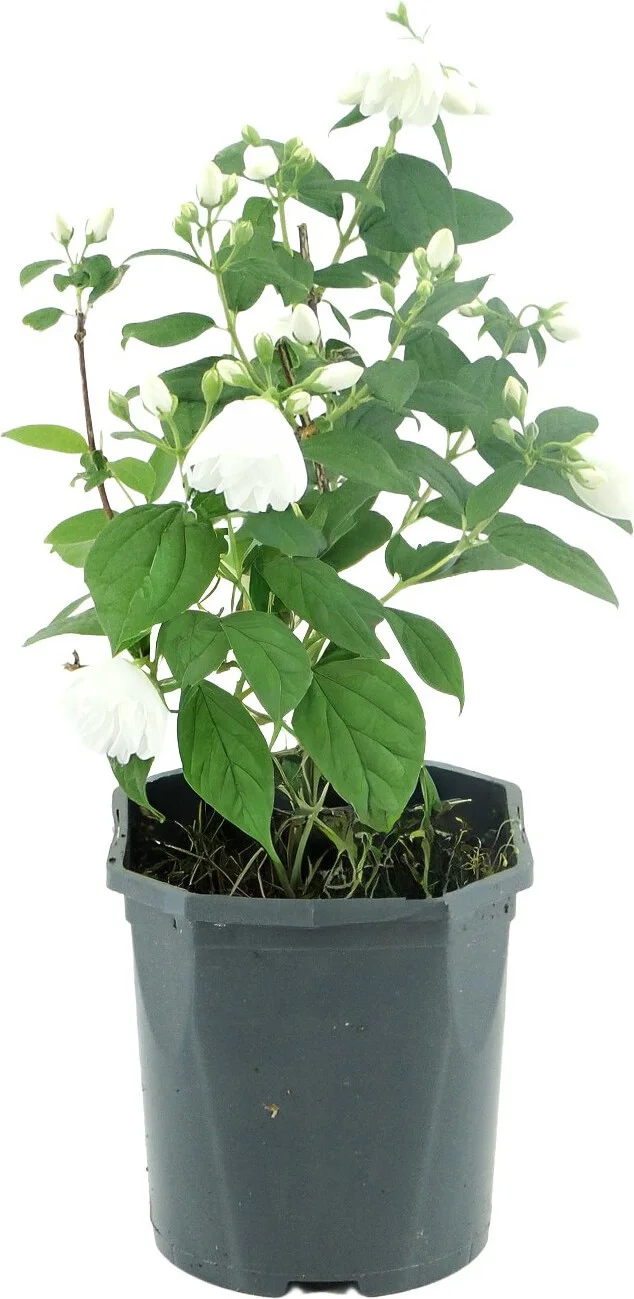 Boerenjasmijn (Philadelphus 'Snowbelle') D 17 H 45 cm