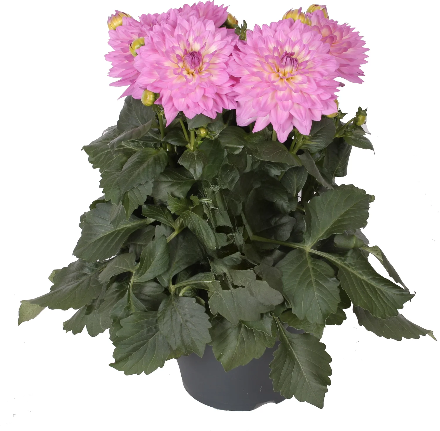 Dahlia (Dahlia 'Suniq Lavendel') D 23 H 60 cm