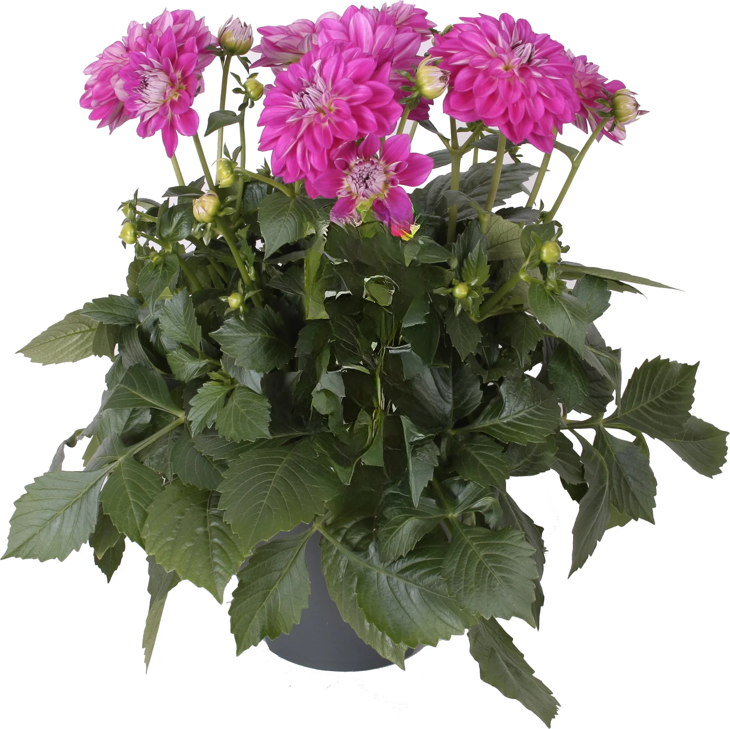 Dahlia (Dahlia 'Suniq Lila-Paars') D 23 H 60 cm