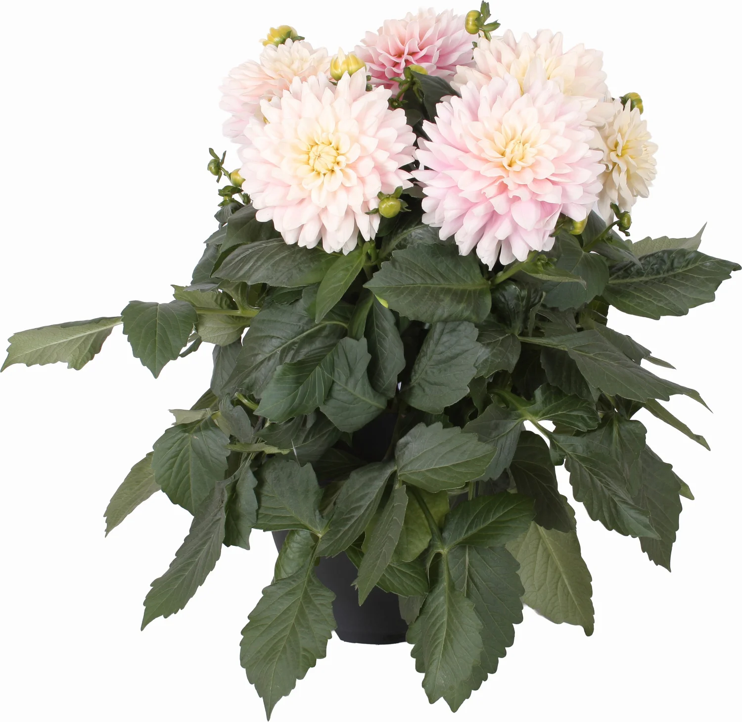 Dahlia (Dahlia 'Suniq Wit-Roze Avalance') D 23 H 60 cm