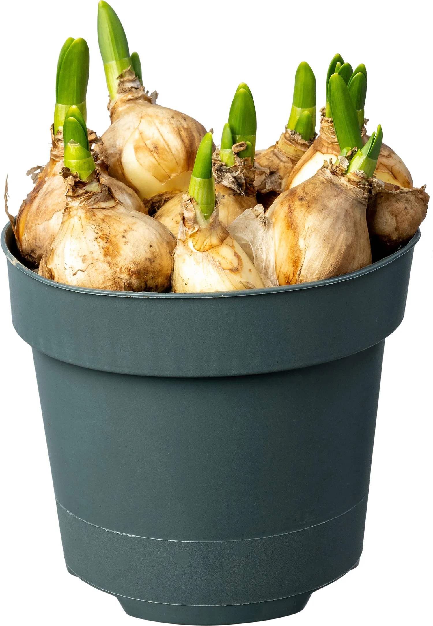 Biologische Narcis (Narcissus 'Sailboat') D 12 H 30
