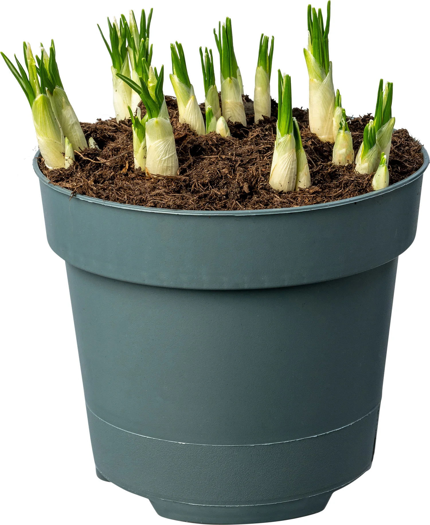 Biologische Krokus (Crocus 'Jeanne d'Arc') D 12 H 30
